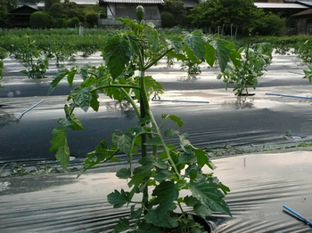201405302.jpg