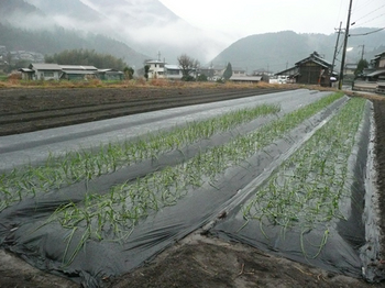 20141211onion.jpg