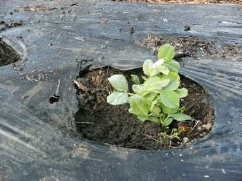 201501263.jpg
