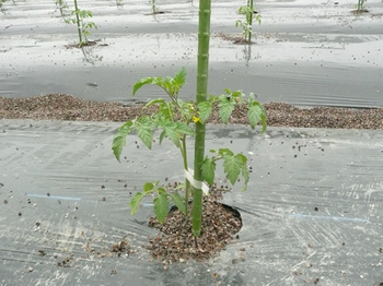 201505152.jpg