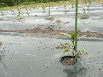 201505153.jpg