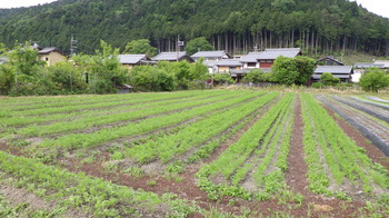RIMG0276.JPG