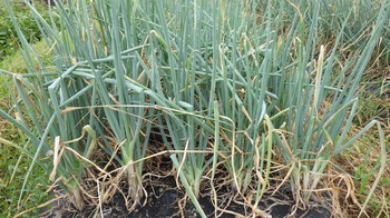 RIMG0421.JPG